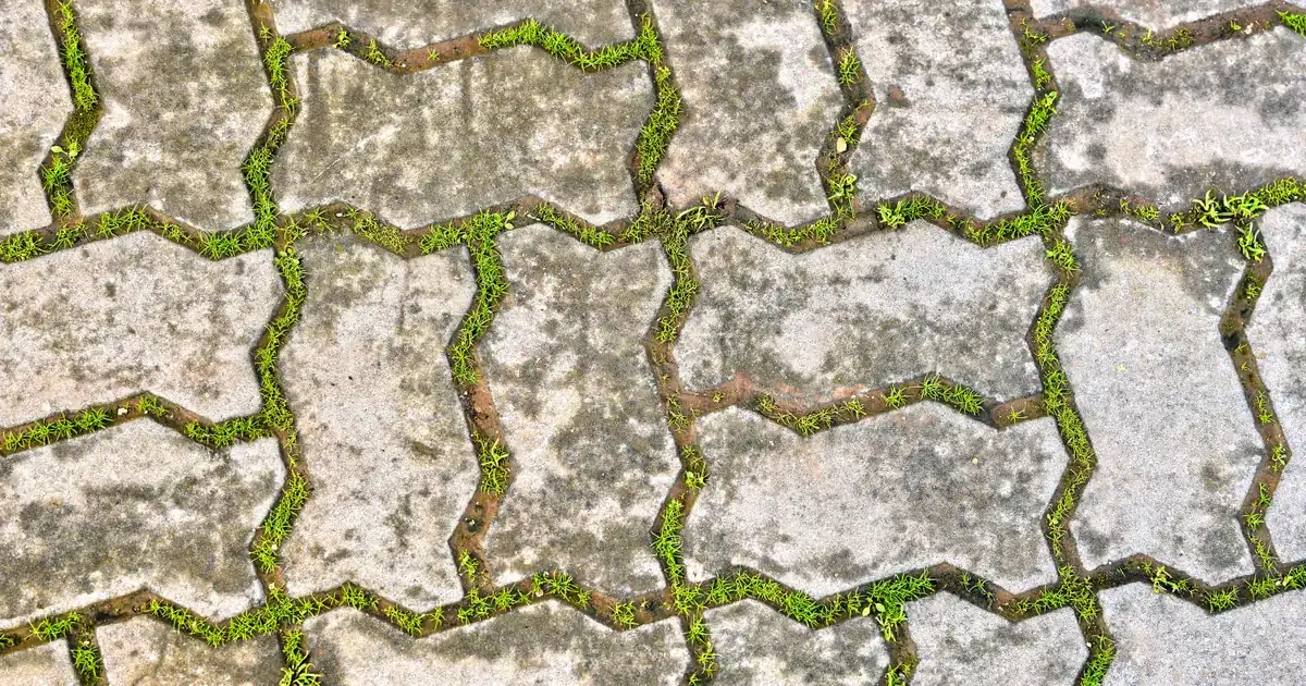 Concrete pavers showing white efflorescence spots after sealing